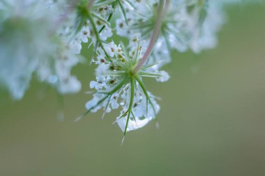 Benekli baldıran otu Conium maculatum Su Damlalarıyla Yakın plan