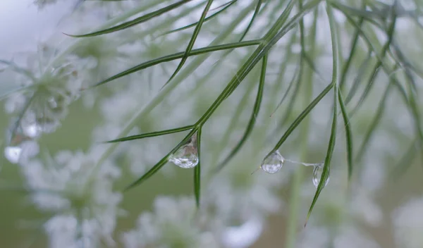 Spotted Hemlock Conium Maculatum Närbild Med Vattendroppar — Stockfoto