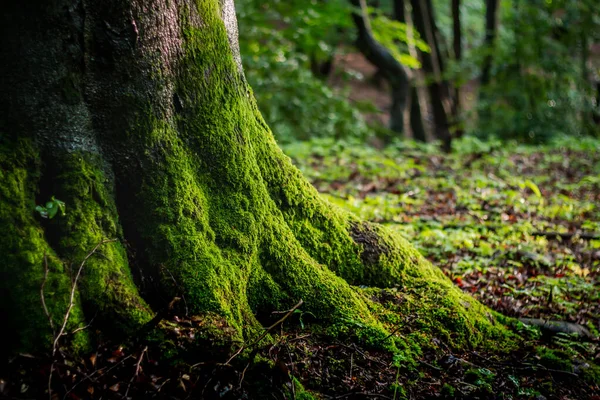 Paesaggio Forestale Sul Sentiero Escursionistico Rheinsteig Con Tempo Piovoso Bruchhausen — Foto Stock