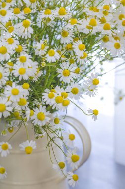 Vahşi papatya buketi, parlak gündüz vakti eski bir vazoda.