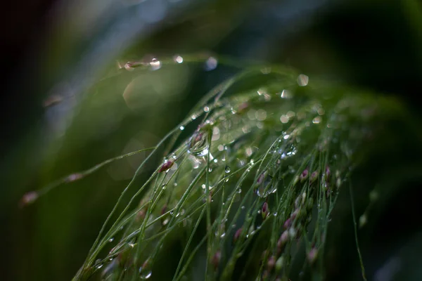 Grüne Gräser Mit Wassertropfen Nature Macro Wallpappers — Stockfoto