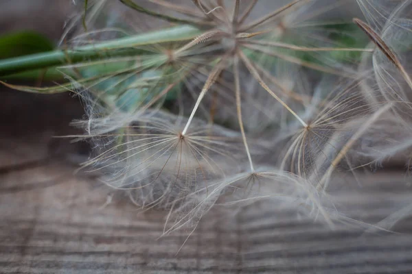 Semillas Diente León Gigante Macro Sobre Fondo Madera Envejecida Gris —  Fotos de Stock