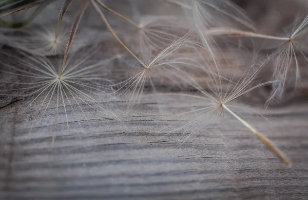 Gigante Dandelion Sementes Macro Cinza Desgastado Fundo Madeira — Fotografia de Stock