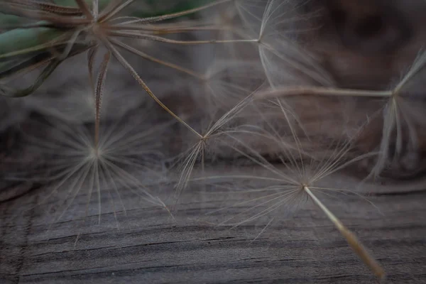 Riesen Löwenzahn Samen Makro Auf Grau Verwittertem Holz Hintergrund — Stockfoto