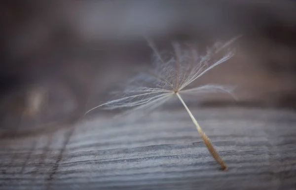 Gigante Dandelion Sementes Macro Cinza Desgastado Fundo Madeira — Fotografia de Stock