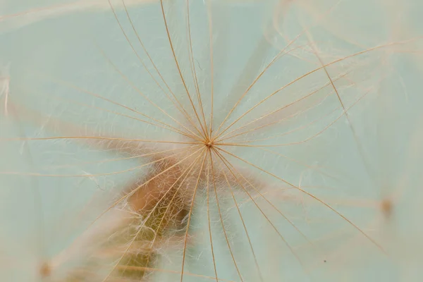 Gigante Dandelion Sementes Macro Fundo Cor Pastel — Fotografia de Stock