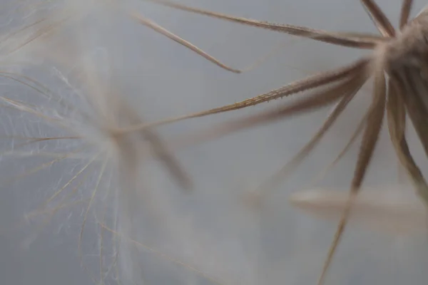 Gigante Dandelion Sementes Macro Fundo Cor Pastel — Fotografia de Stock