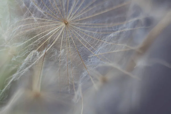 Гігантське Насіння Кульбаби Макрос Пастельному Кольоровому Фоні — стокове фото
