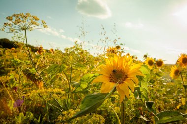 Vahşi ayçiçeği tarlası Parlak gün ışığında,