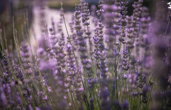 Echte Lavendelbloemen Met Insecten Close Natuur Achtergronden — Stockfoto