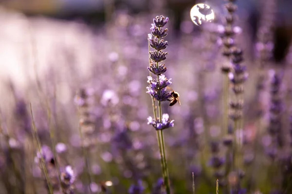 昆虫との本当のラベンダーの花は自然背景を閉じます — ストック写真