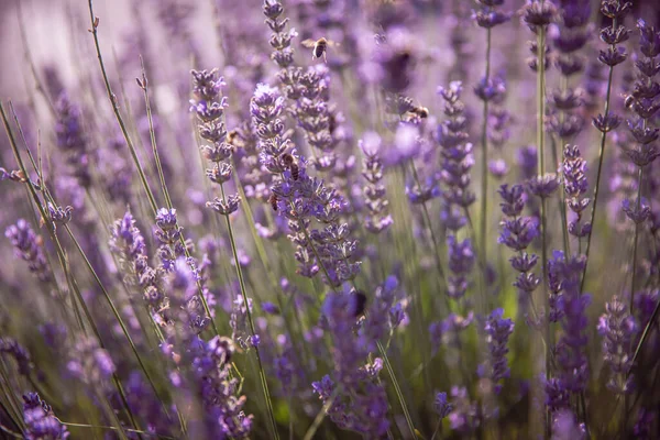 昆虫との本当のラベンダーの花は自然背景を閉じます — ストック写真