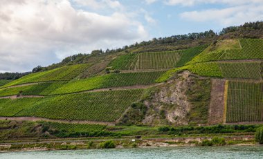 Bopparder Hamm 'ın üzüm bağları