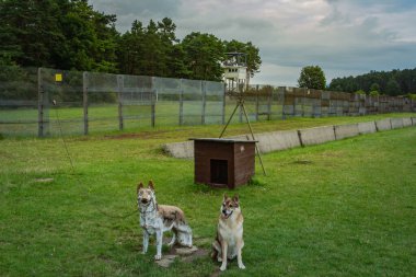Eski Alman iç sınırındaki Alfa Noktası, korkunç duvar köpekleri.