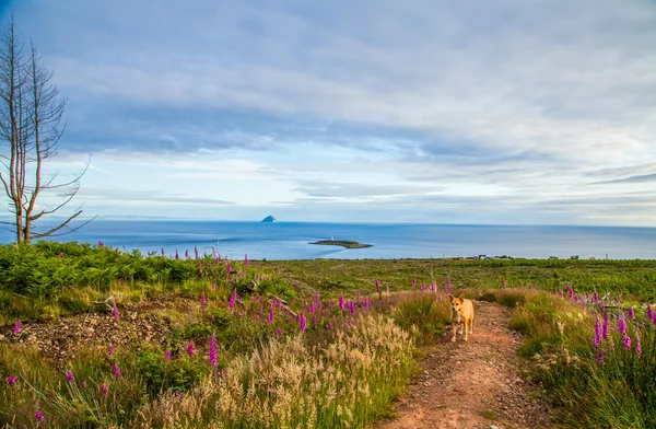 Hond in de natuur kustlijn op Isle of Arran Schotland — Stockfoto