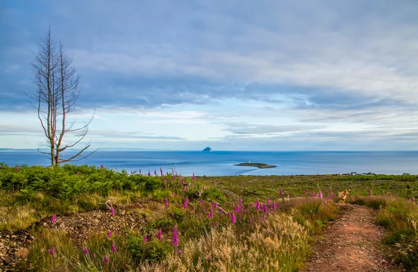 Hund in der Natur Küste auf Insel Arranan Schottland — Stockfoto