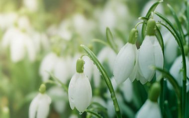Yağmurdan sonra su damlacıklarıyla kaplı hassas kar damlaları, yumuşak bir bokeh arkaplan ile Macro çekimi.