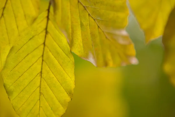 Natur Herbst Details Hintergrund — 스톡 사진