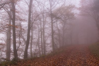 Doğa sonbahar renkli Misty orman