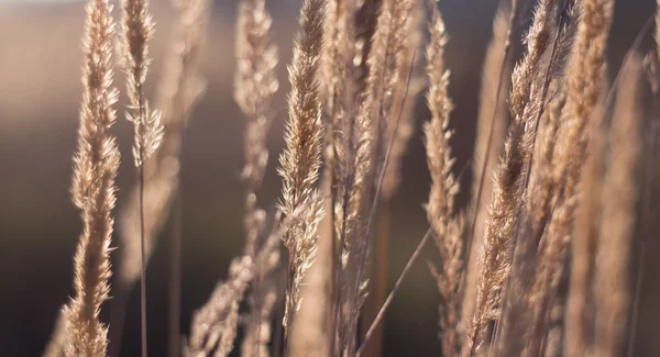 Přírodní trávy v sunny podsvícení — Stock fotografie