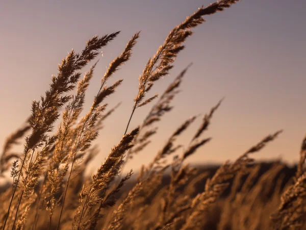 Přírodní trávy v sunny podsvícení — Stock fotografie