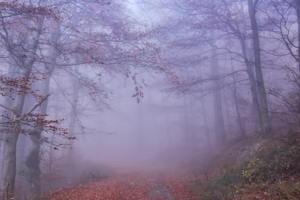 Naturen höstens färgglada Misty skog — Stockfoto