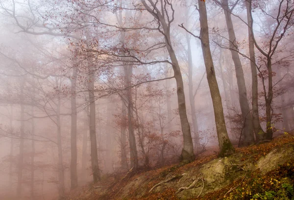 Nature Automne Coloré Misty Forest — Photo