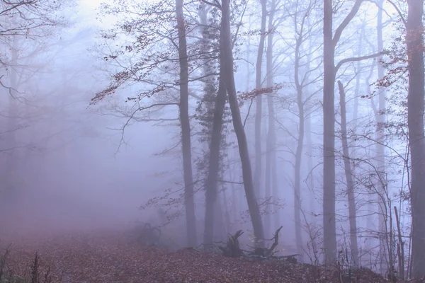 Naturen Misty skog — Stockfoto