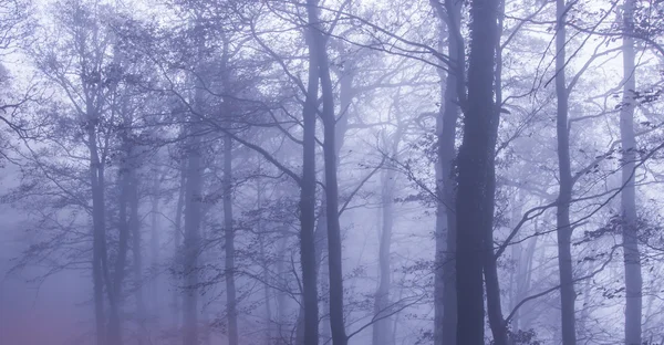 Natura Foresta nebbiosa — Foto Stock