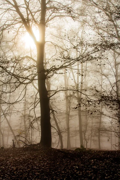 Naturen dimmig skog och solstrålar — Stockfoto