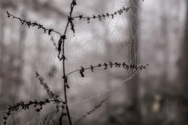 Morgendauw op spinnenweb — Stockfoto