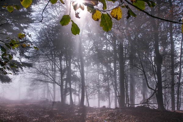 Natuur herfst mist Forest — Stockfoto