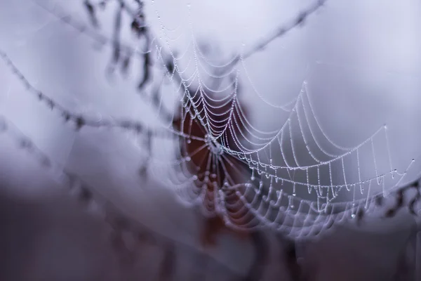 Morgentau auf Spinnennetz — Stockfoto