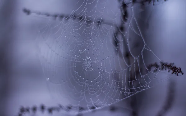 Orvalho matinal na teia de aranha — Fotografia de Stock