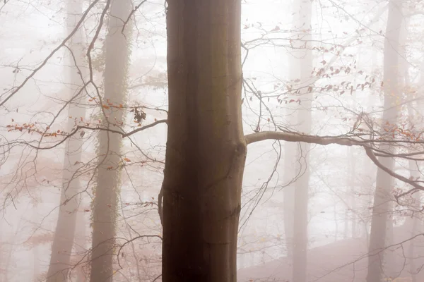 Natura Autunno Nebbia Foresta — Foto Stock