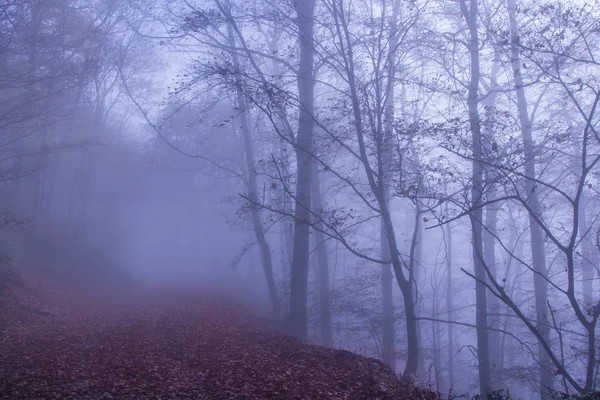 Natur neblige Waldlandschaft — Stockfoto