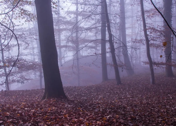 Natura Foresta nebbiosa Paesaggio — Foto Stock