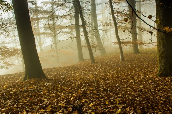 Nature Paysage forestier brumeux — Photo