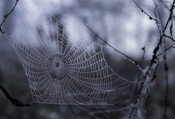 Orvalho matinal na teia de aranha — Fotografia de Stock