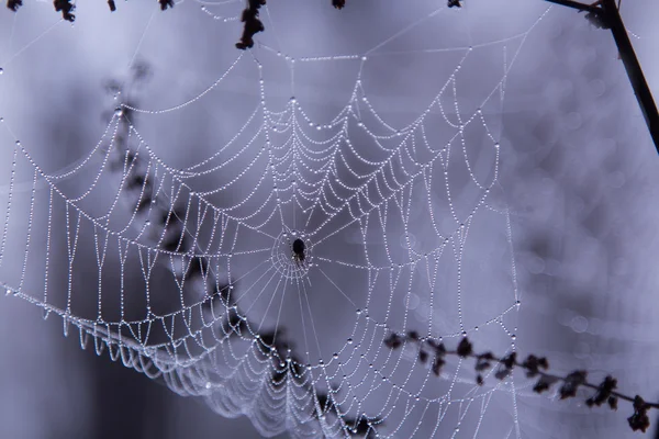 Orvalho matinal na teia de aranha — Fotografia de Stock