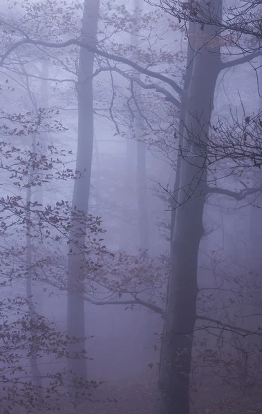 Natura Foresta nebbiosa Paesaggio — Foto Stock