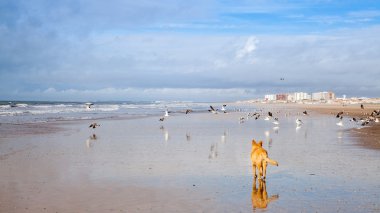 Hund auf Moewenjagd Strand kulüpler