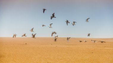 arka plan sahil kumu uçan martı beach