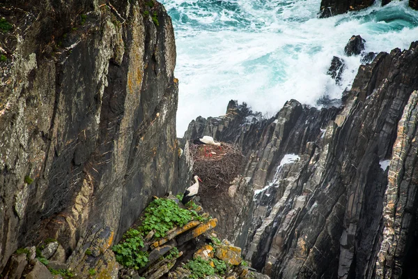 Witte ooievaars hoog nestelen in de kliffen kust Alentejo Portugal — Stockfoto