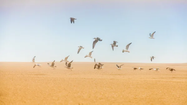 Gulls flying from beach sand beach background — Stock Photo, Image