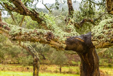 Cork Trees natural resources Landscape in Portugal clipart