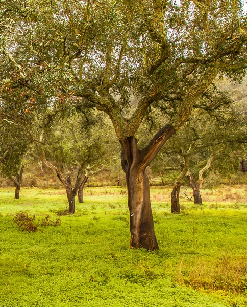 Τα δέντρα φελλού φυσικών πόρων τοπίο στην Πορτογαλία — Φωτογραφία Αρχείου