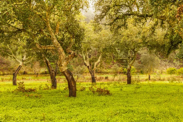 Τα δέντρα φελλού φυσικών πόρων τοπίο στην Πορτογαλία — Φωτογραφία Αρχείου