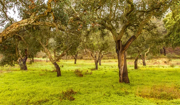 Cork fák természeti erőforrások táj Portugáliában — Stock Fotó