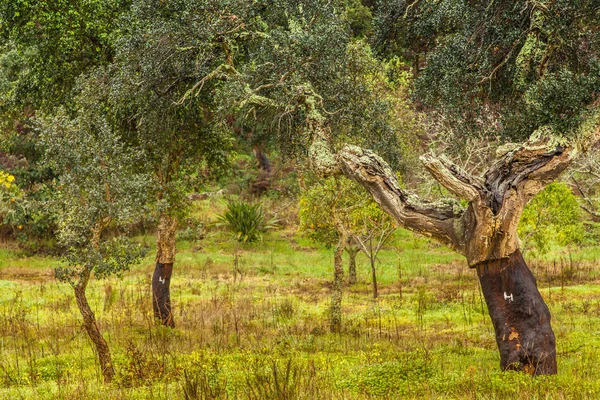Korkbäume natürliche Ressourcen Landschaft in Portugal — Stockfoto